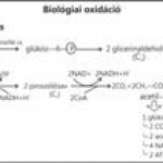 Biológiai oxidáció